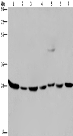 Rabbit Polyclonal Antibody to ECHS1