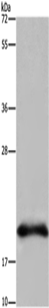 Rabbit Polyclonal Antibody to RNASE3