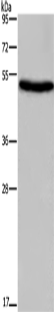 Rabbit Polyclonal Antibody to EIF3F