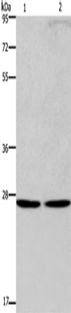 Rabbit Polyclonal Antibody to EIF6