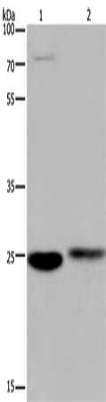 Rabbit Polyclonal Antibody to EPDR1