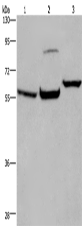 Rabbit Polyclonal Antibody to ESR1