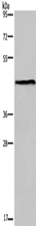 Rabbit Polyclonal Antibody to ESRRG