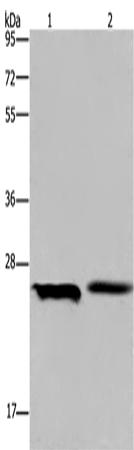 Rabbit Polyclonal Antibody to ETHE1