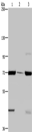 Rabbit Polyclonal Antibody to FAAH