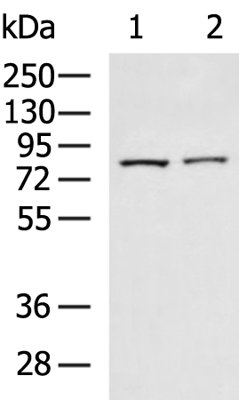 Rabbit Polyclonal Antibody to FAP