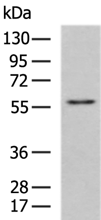 Rabbit Polyclonal Antibody to FAR2