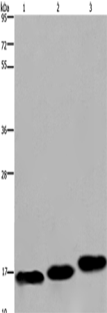 Rabbit Polyclonal Antibody to MYL12B