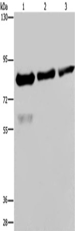 Rabbit Polyclonal Antibody to FASTKD2