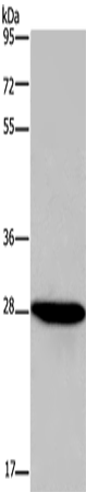 Rabbit Polyclonal Antibody to FGF17