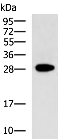 Rabbit Polyclonal Antibody to FGF14