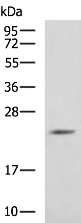 Rabbit Polyclonal Antibody to FGF18