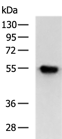 Rabbit Polyclonal Antibody to FGL2