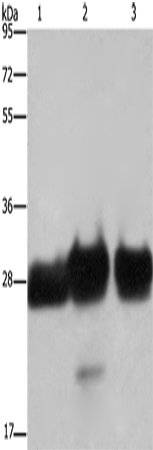 Rabbit Polyclonal Antibody to FHL1