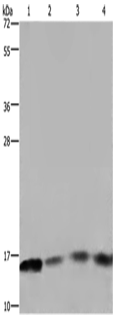 Rabbit Polyclonal Antibody to FIS1