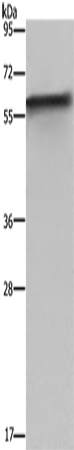Rabbit Polyclonal Antibody to FKBP8