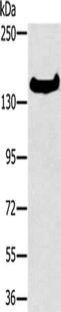 Rabbit Polyclonal Antibody to FMNL1
