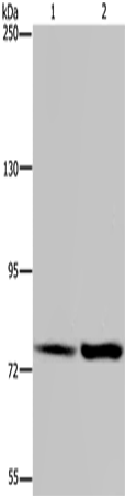 Rabbit Polyclonal Antibody to GAB2
