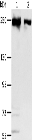 Rabbit Polyclonal Antibody to MCM3AP