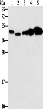 Rabbit Polyclonal Antibody to PPAT