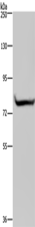 Rabbit Polyclonal Antibody to GYS1