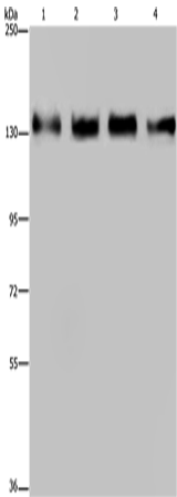 Rabbit Polyclonal Antibody to GOLGA2