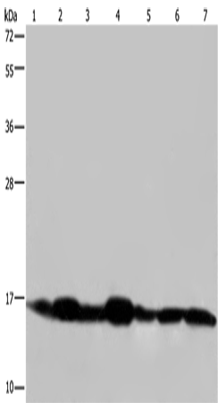Rabbit Polyclonal Antibody to NDUFA13