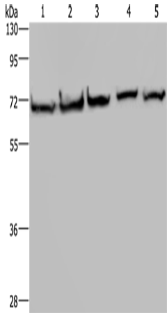 Rabbit Polyclonal Antibody to HSPA9