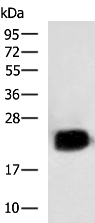 Rabbit Polyclonal Antibody to GSTA3