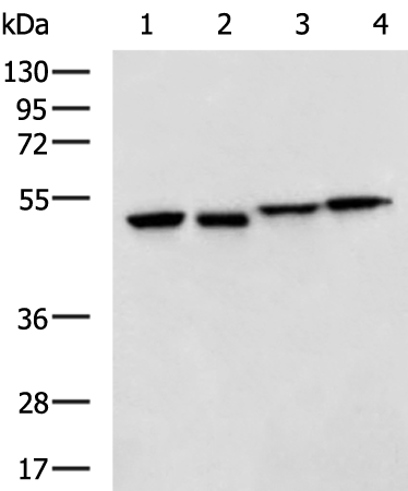 Rabbit Polyclonal Antibody to LIPC