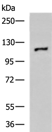 Rabbit Polyclonal Antibody to HIF1A