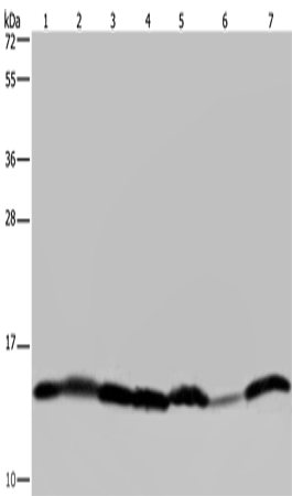 Rabbit Polyclonal Antibody to H2AC12