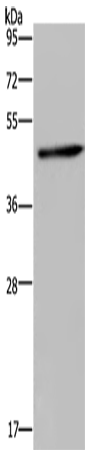 Rabbit Polyclonal Antibody to HOMER1