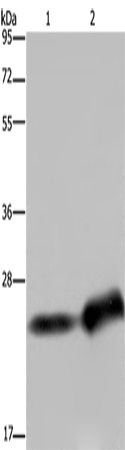Rabbit Polyclonal Antibody to CSH1