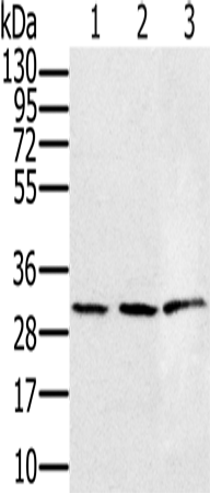 Rabbit Polyclonal Antibody to HSD17B8
