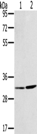 Rabbit Polyclonal Antibody to HSD17B12