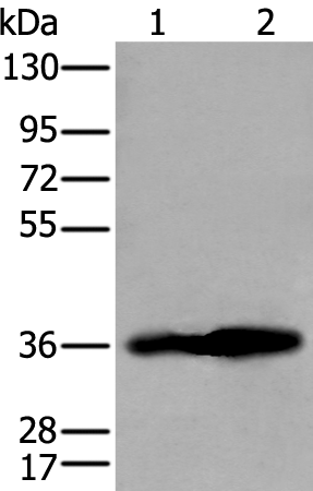 Rabbit Polyclonal Antibody to AKR1C4