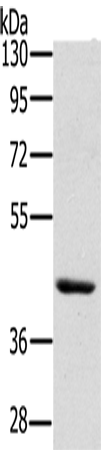 Rabbit Polyclonal Antibody to HSD3B7