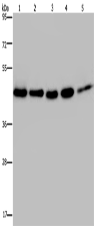 Rabbit Polyclonal Antibody to DNAJA1