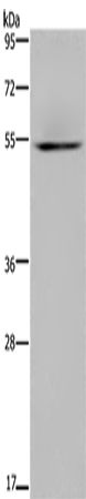 Rabbit Polyclonal Antibody to HYAL3