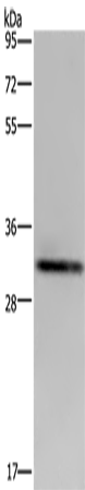 Rabbit Polyclonal Antibody to ICAM4