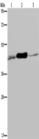 Rabbit Polyclonal Antibody to IDH2