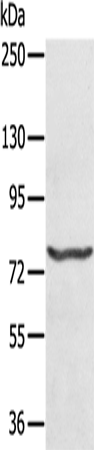 Rabbit Polyclonal Antibody to MX1