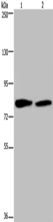 Rabbit Polyclonal Antibody to TXLNA