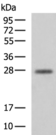Rabbit Polyclonal Antibody to IL22RA2