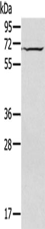 Rabbit Polyclonal Antibody to IL27RA