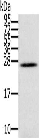 Rabbit Polyclonal Antibody to IFNL3