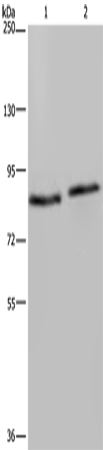Rabbit Polyclonal Antibody to ITGB2