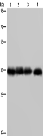 Rabbit Polyclonal Antibody to F11R