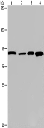 Rabbit Polyclonal Antibody to JUP